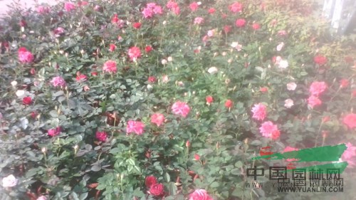 杭州蕭山花市不溫不火 盆栽花卉競相爭艷 